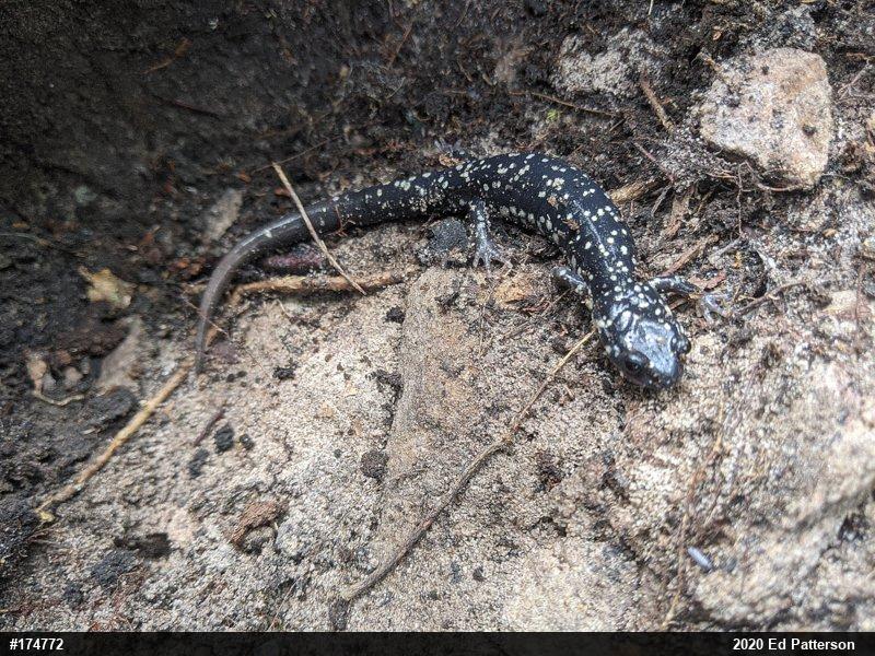Northern Slimy Salamander