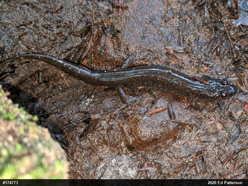 Northern Dusky Salamander
