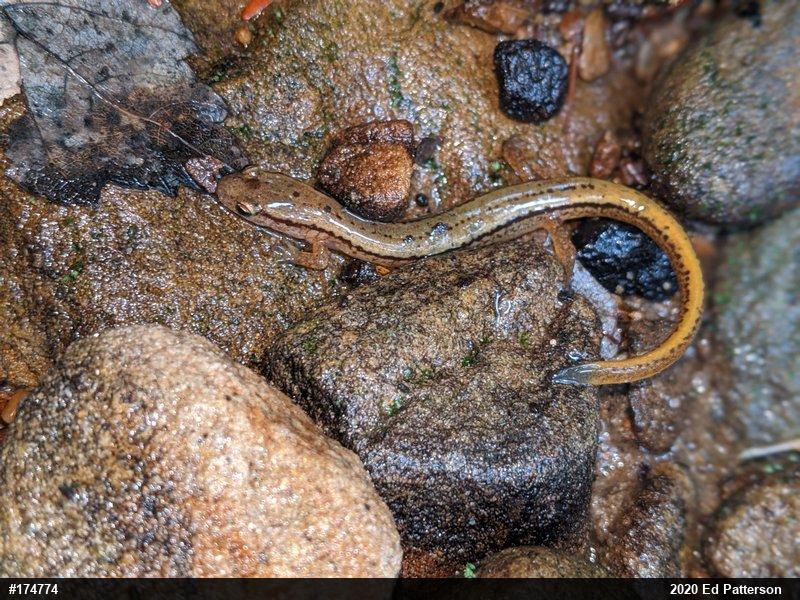 Northern Two-lined Salamander