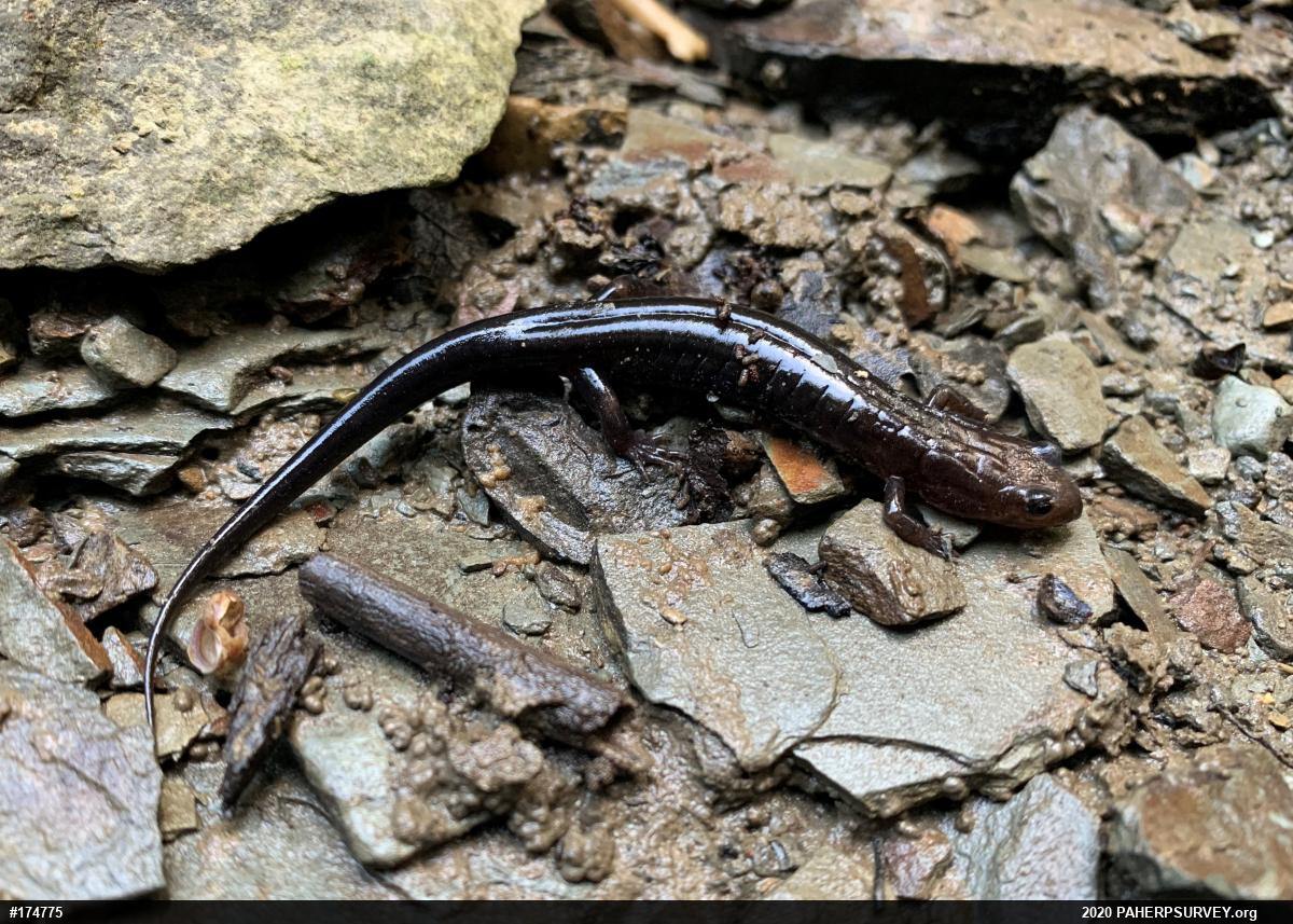 Allegheny Mountain Dusky Salamander