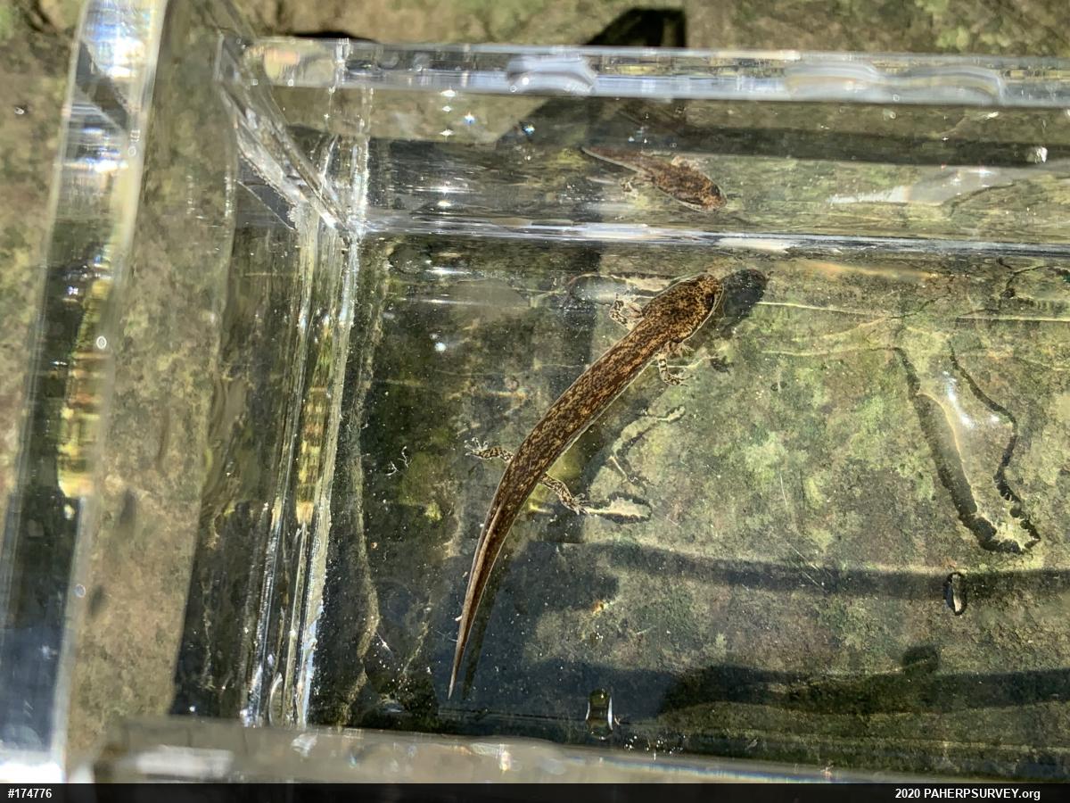 Northern Two-lined Salamander