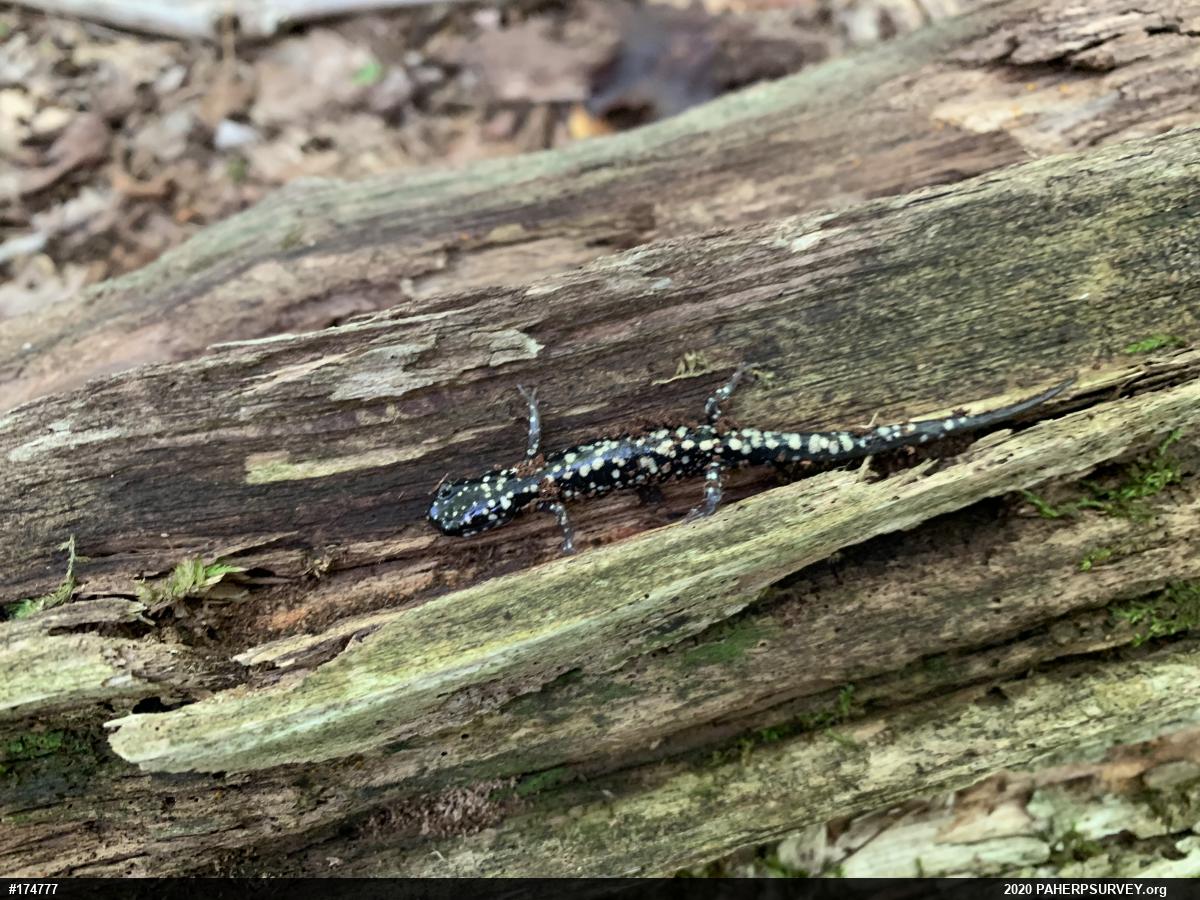 Northern Slimy Salamander