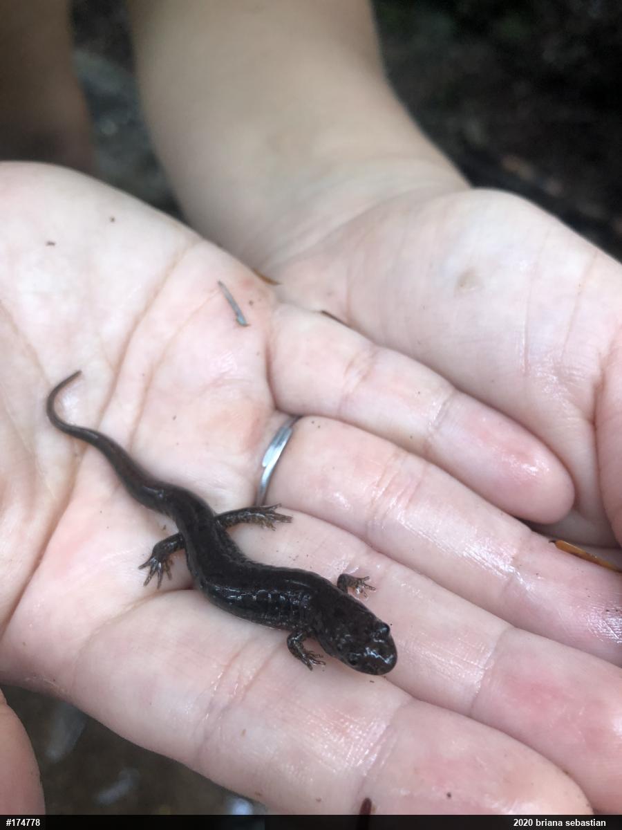 Northern Dusky Salamander