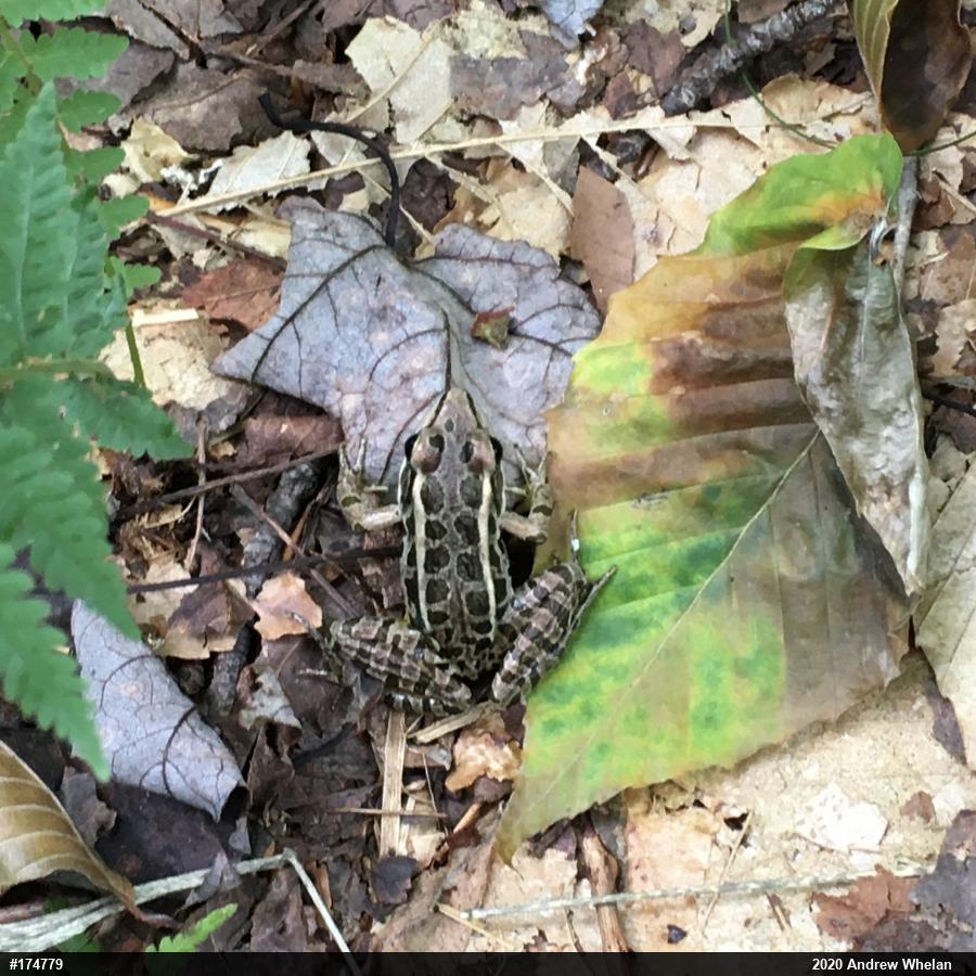 Pickerel Frog