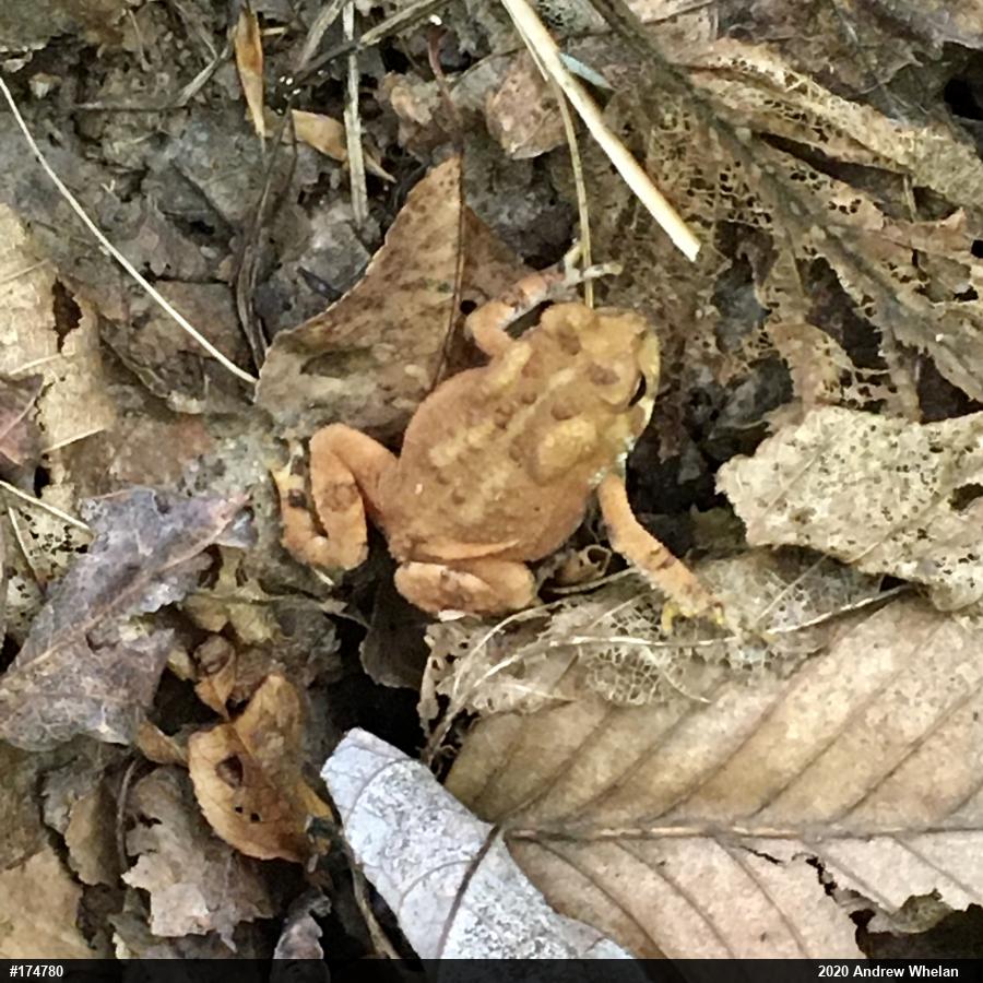 Eastern American Toad