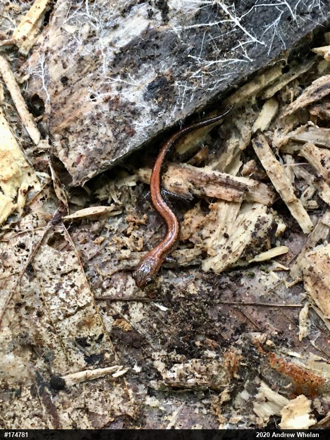 Eastern Red-backed  Salamander