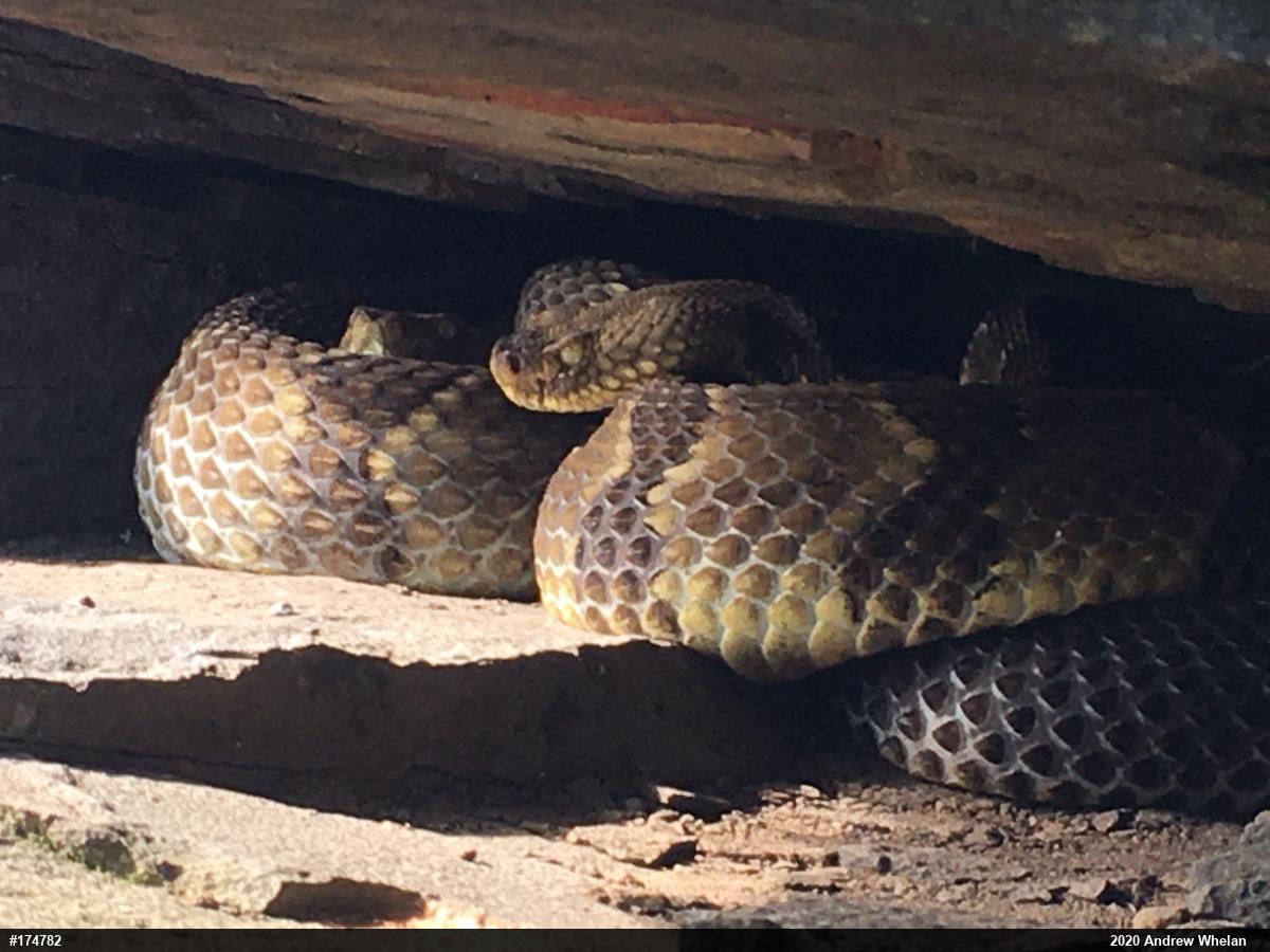 Timber Rattlesnake