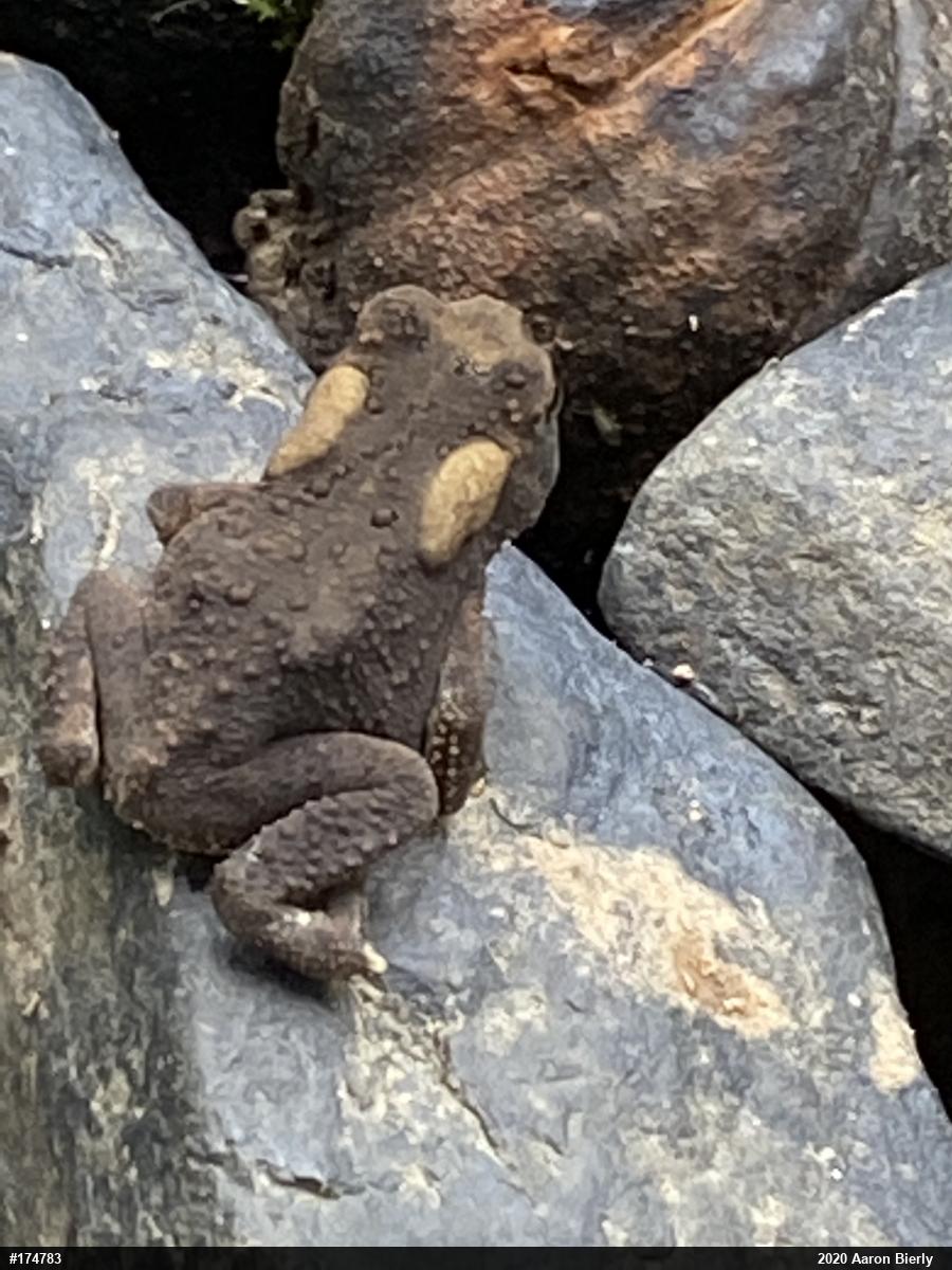 Eastern American Toad