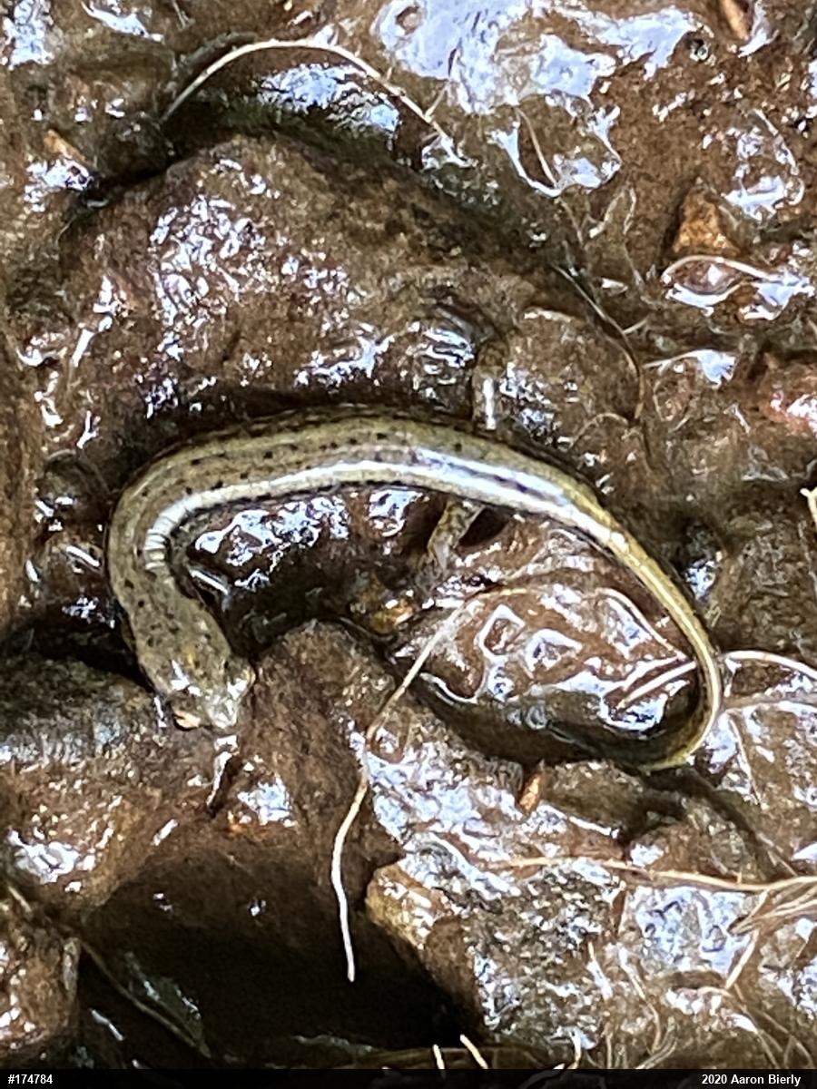 Northern Two-lined Salamander
