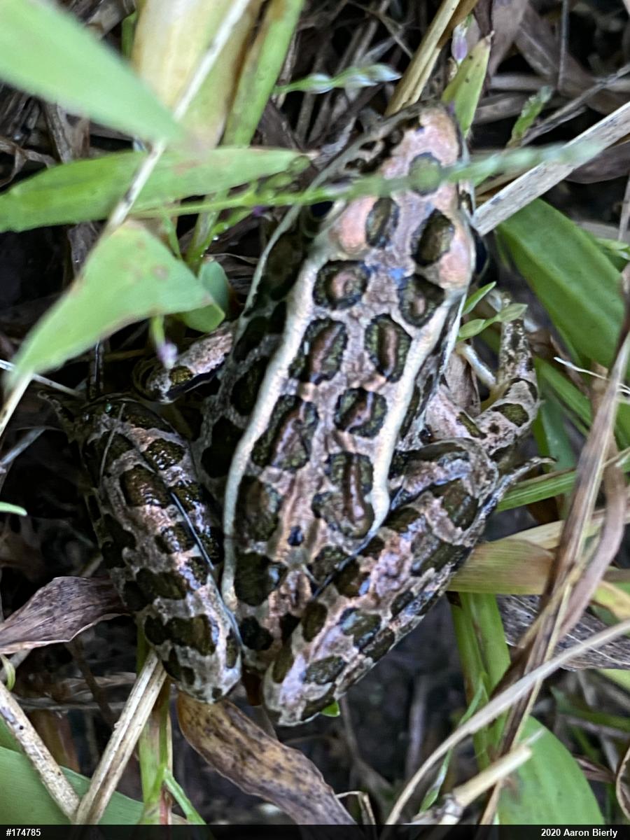 Pickerel Frog