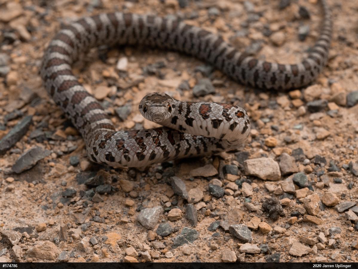 Eastern Milksnake