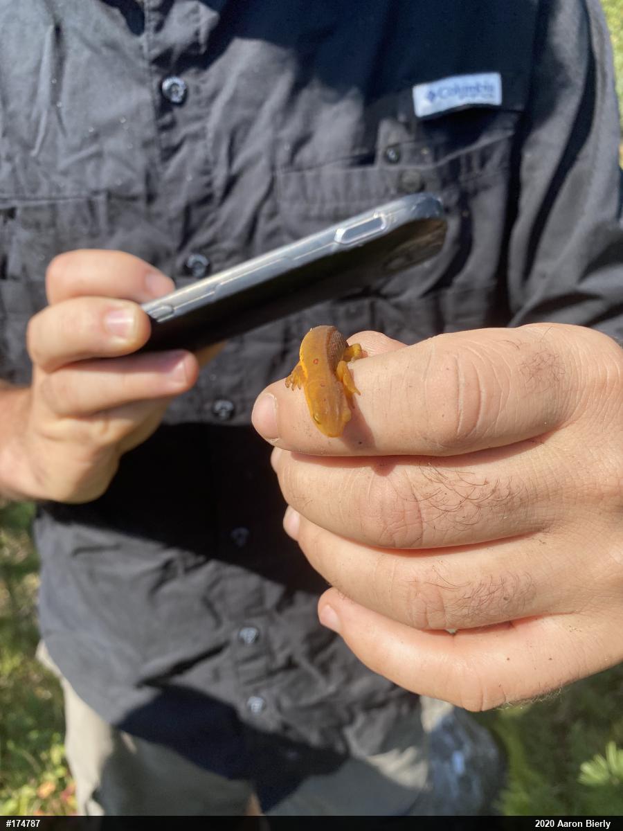 Red-spotted Newt