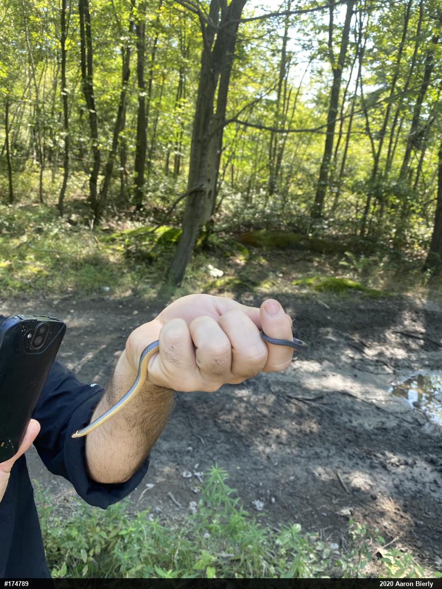 Northern Ring-necked Snake