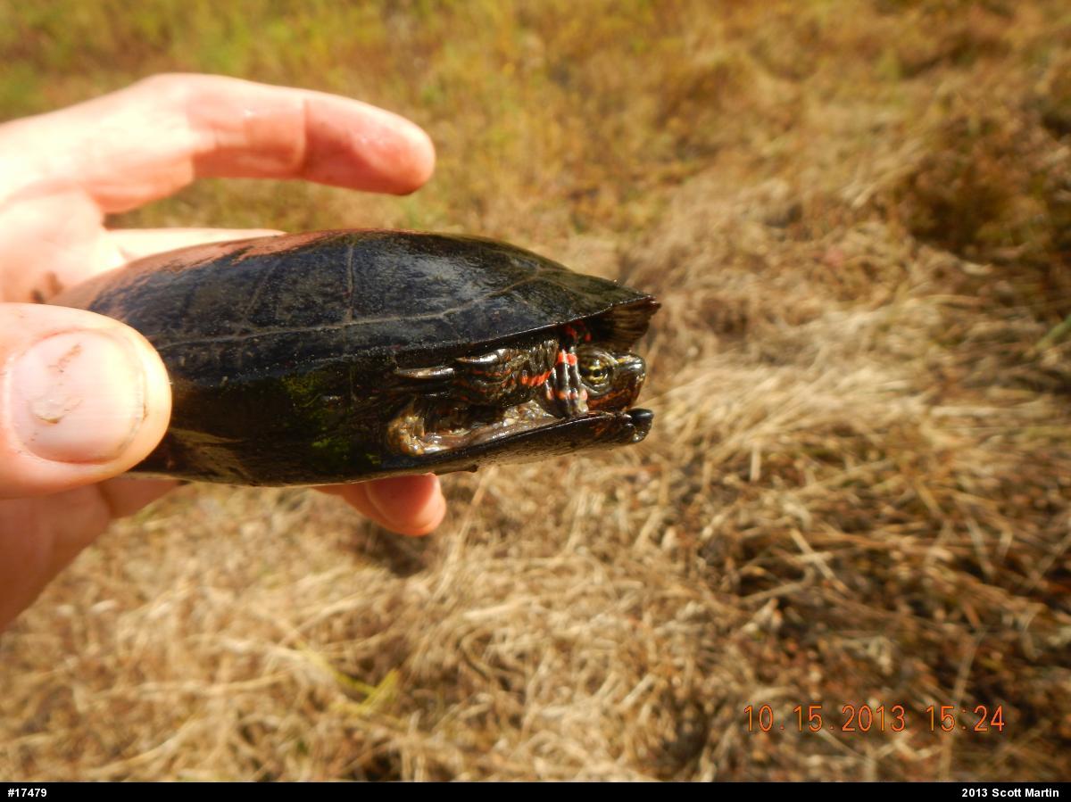Midland Painted Turtle