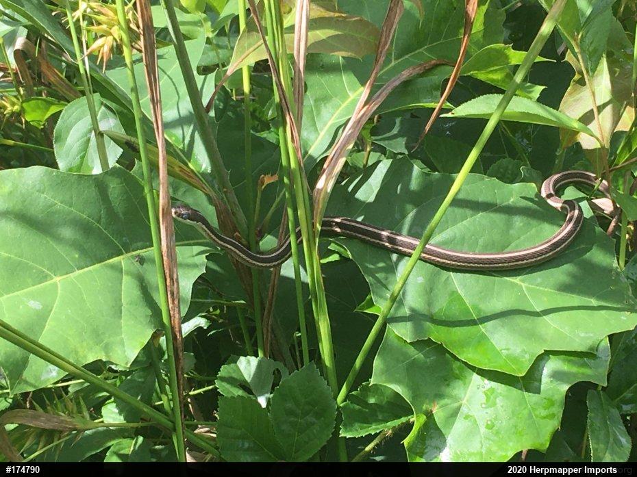 Eastern Ribbonsnake