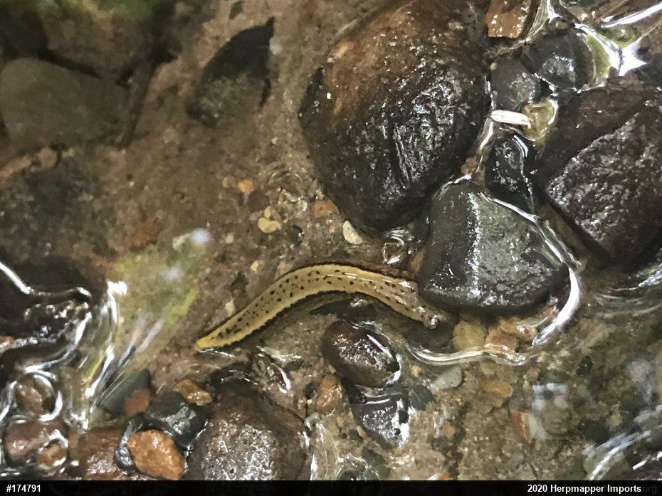 Northern Two-lined Salamander