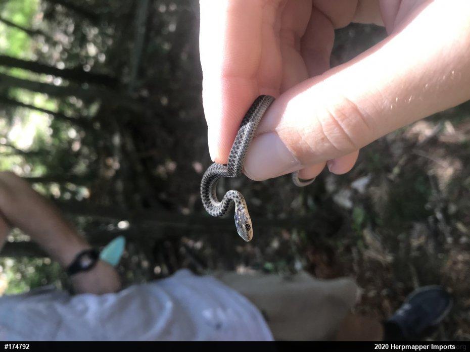 Eastern Gartersnake