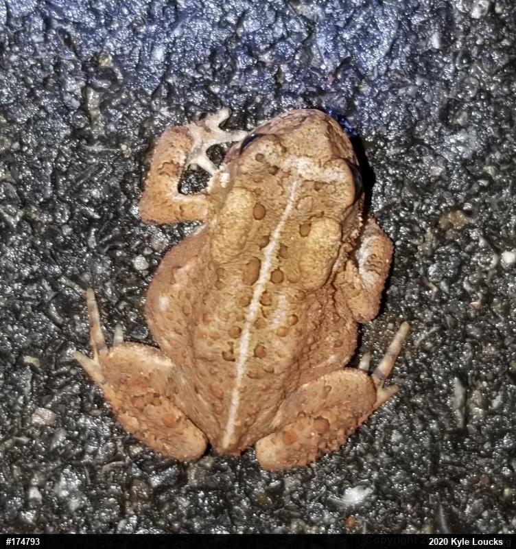 Eastern American Toad