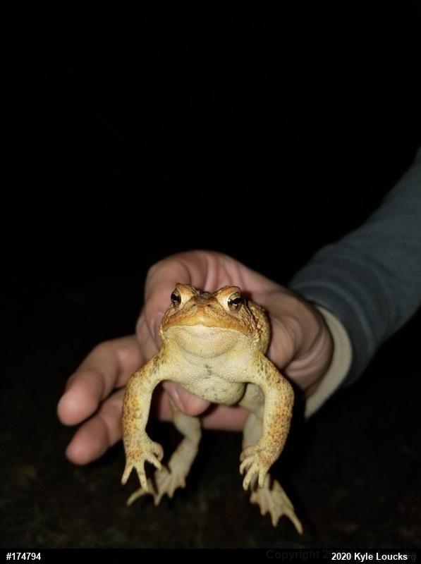 Eastern American Toad