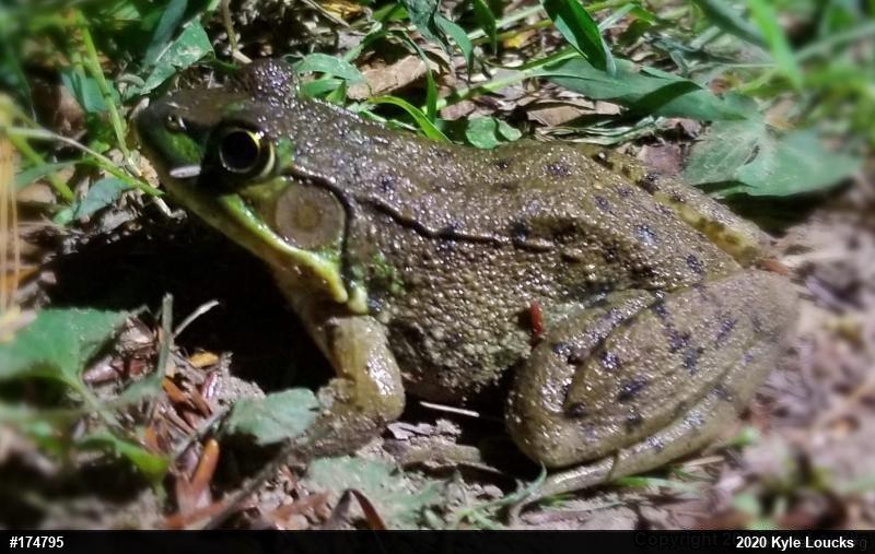 Green Frog