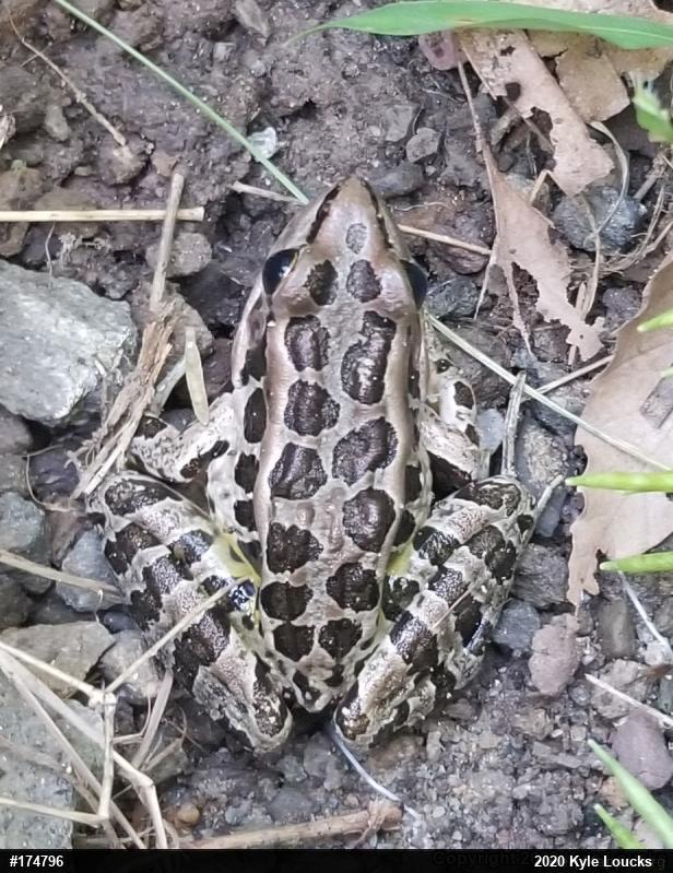 Pickerel Frog