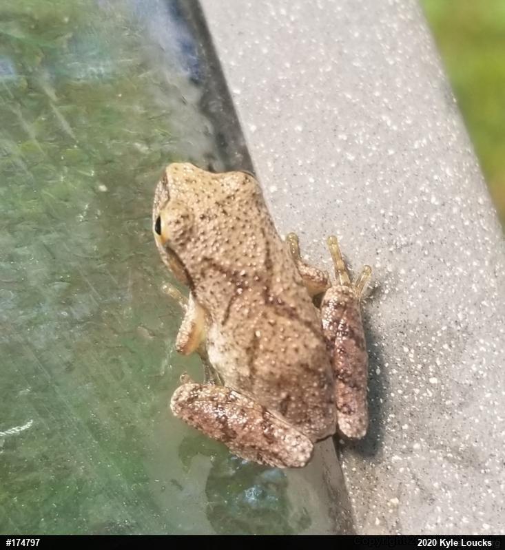 Spring Peeper