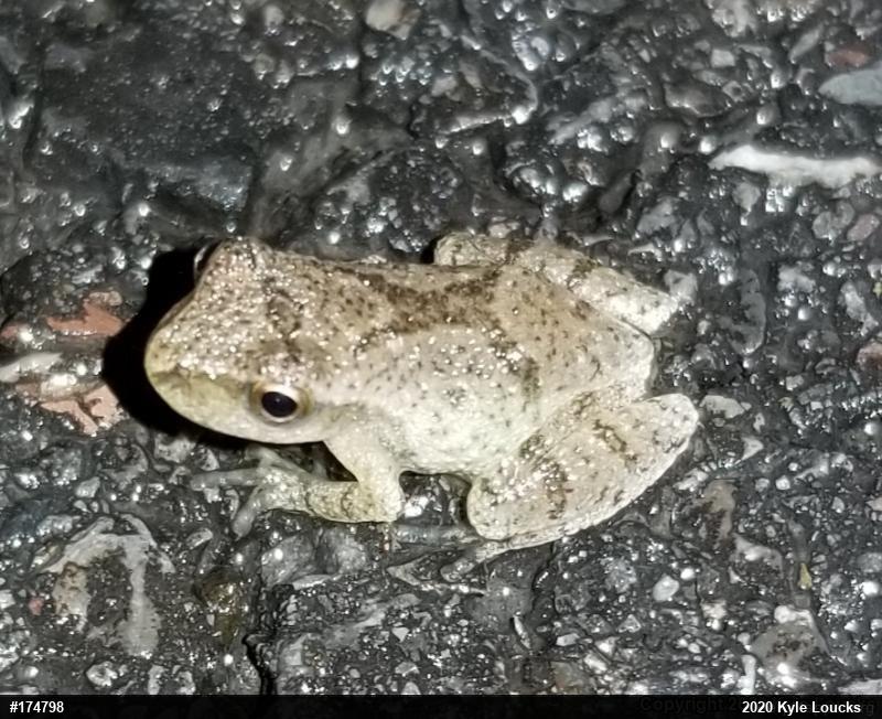 Spring Peeper