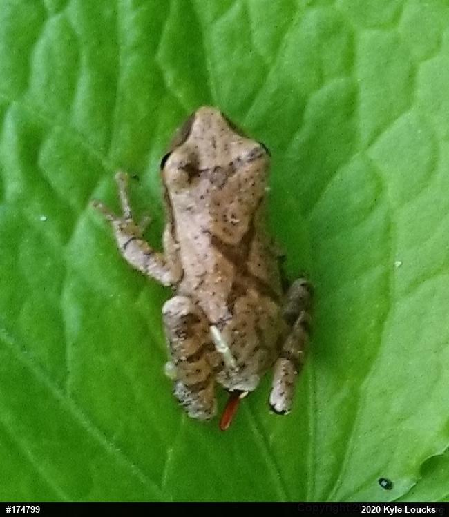 Spring Peeper
