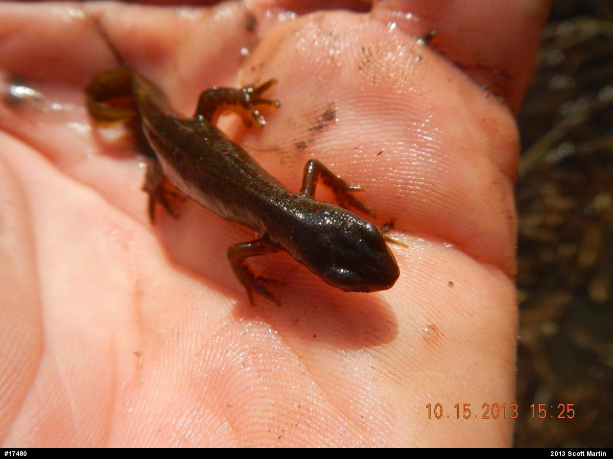 Red-spotted Newt