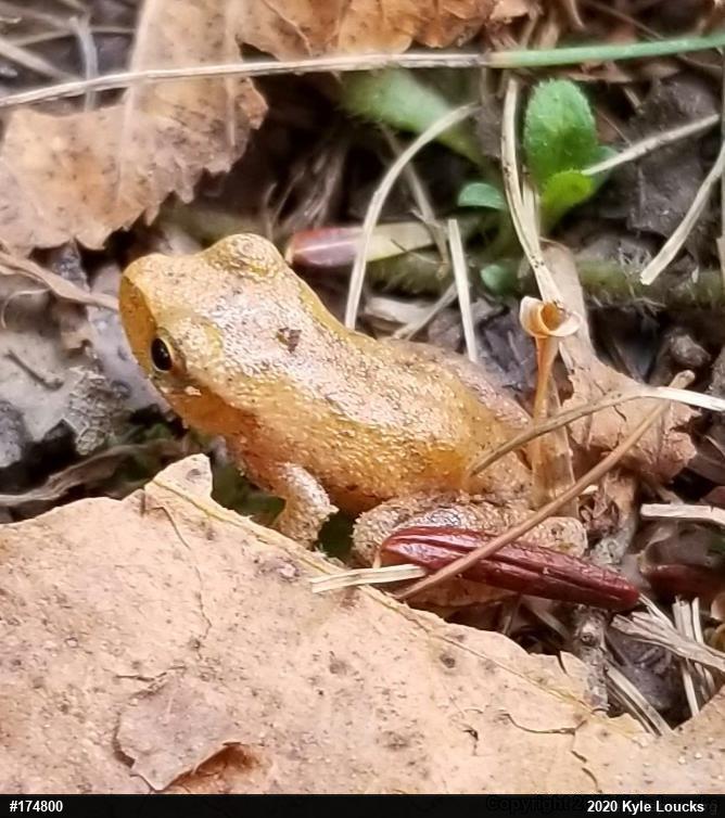 Spring Peeper