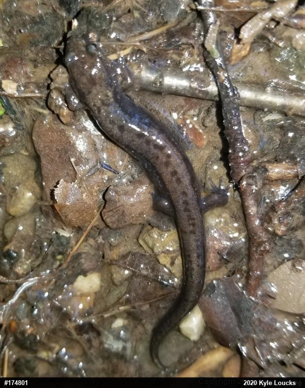 Allegheny Mountain Dusky Salamander