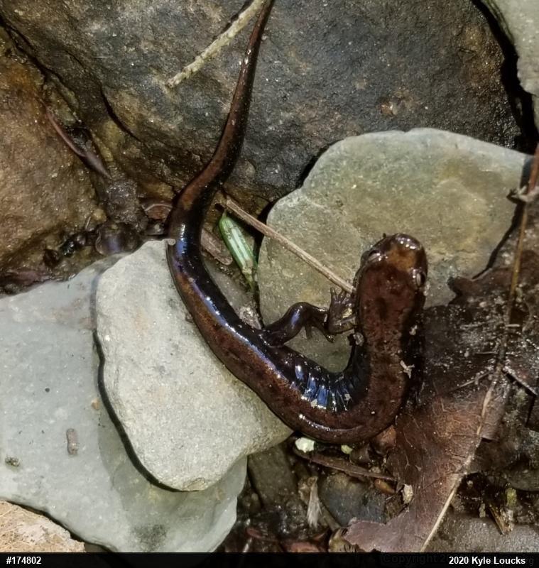 Allegheny Mountain Dusky Salamander