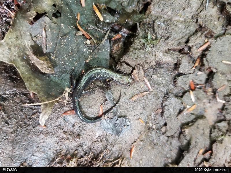 Allegheny Mountain Dusky Salamander