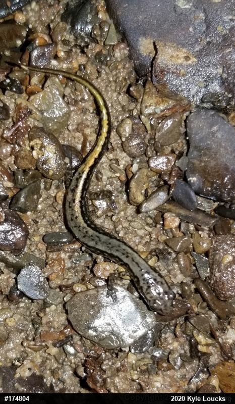 Northern Two-lined Salamander