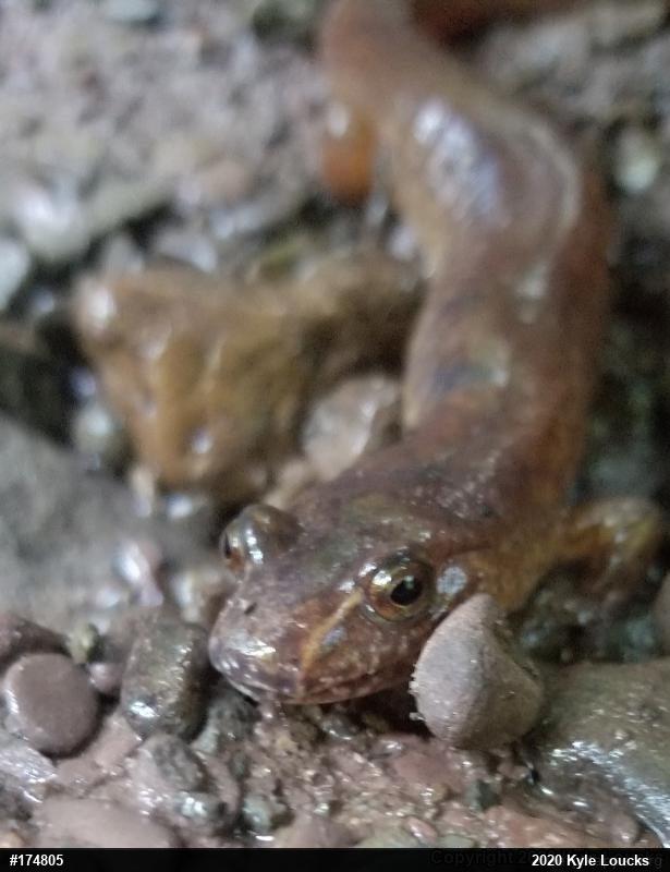 Northern Spring Salamander
