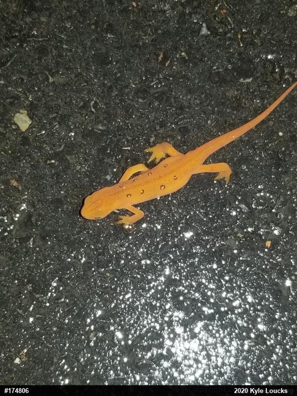 Red-spotted Newt