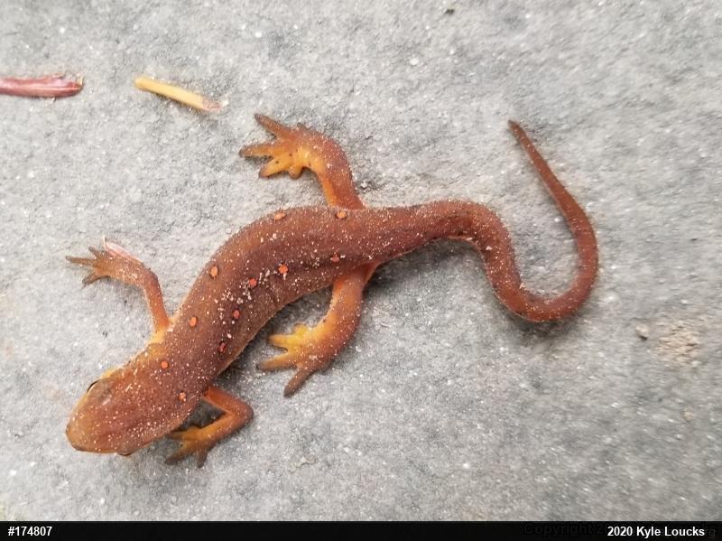 Red-spotted Newt