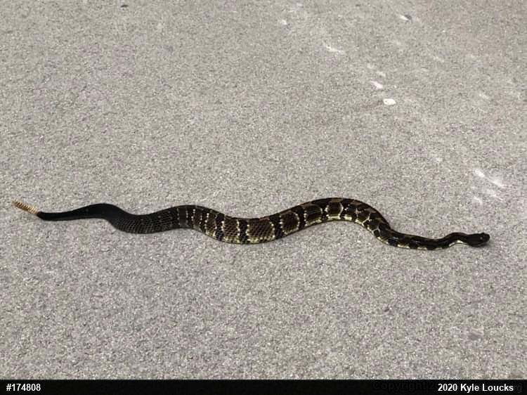 Timber Rattlesnake