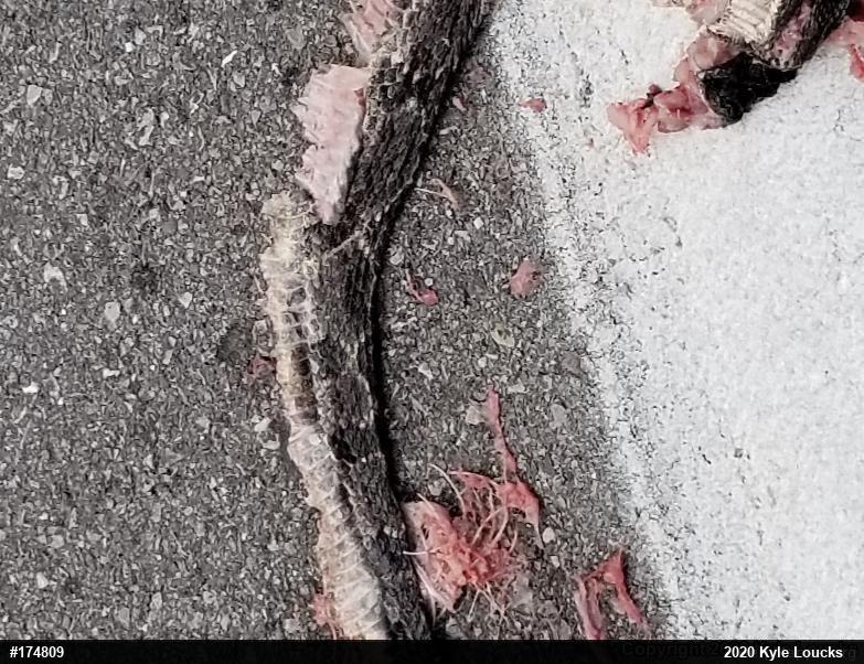 Timber Rattlesnake