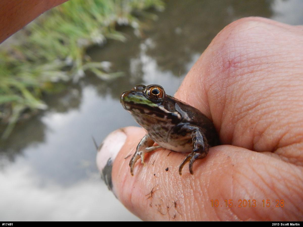Green Frog