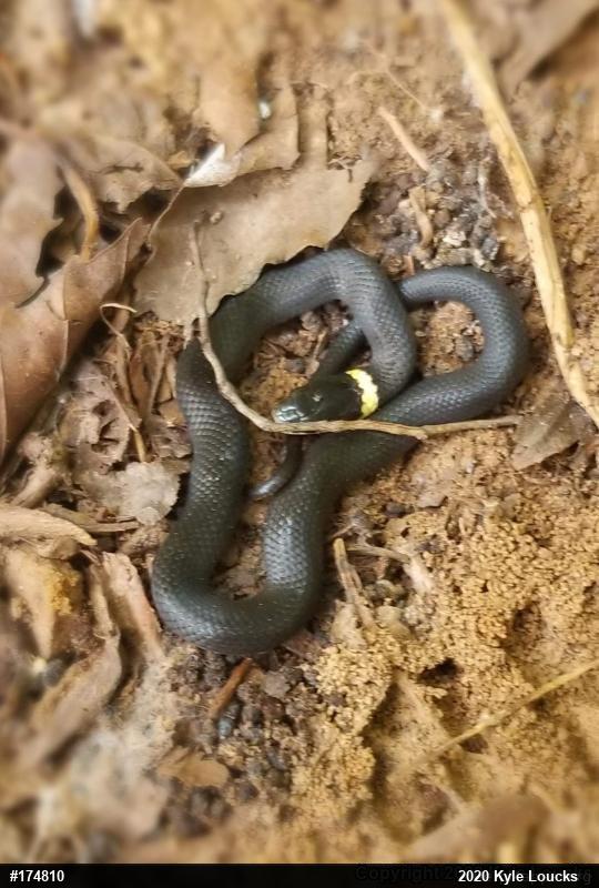 Northern Ring-necked Snake
