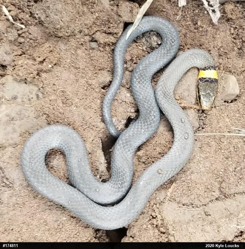 Northern Ring-necked Snake