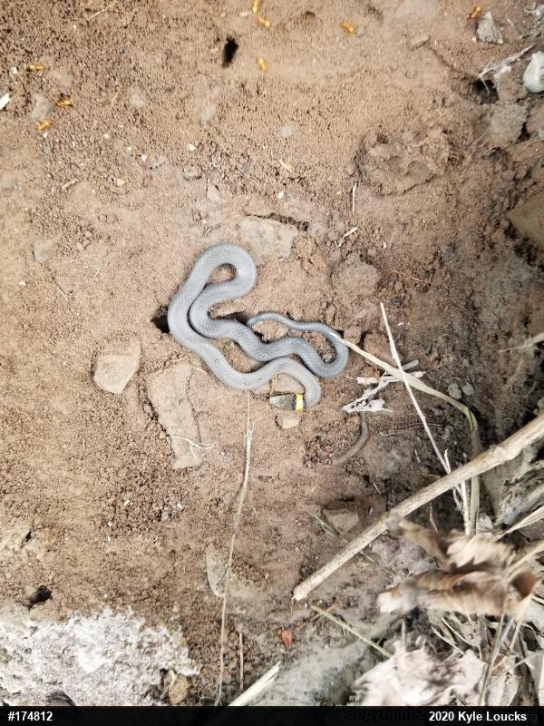 Northern Ring-necked Snake
