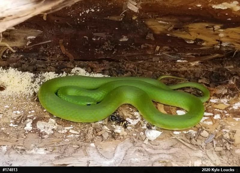 Smooth Greensnake