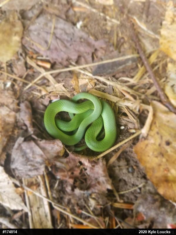 Smooth Greensnake