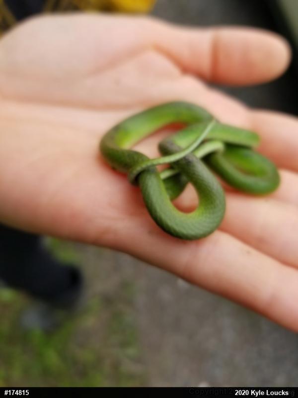 Smooth Greensnake