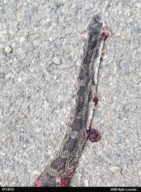 Eastern Ratsnake