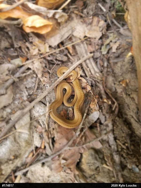 Red-bellied Snake