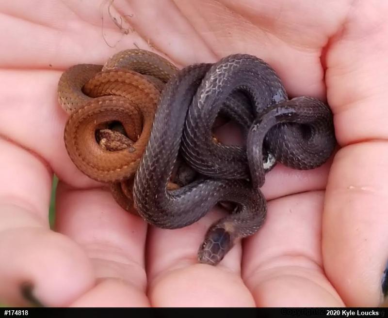 Red-bellied Snake