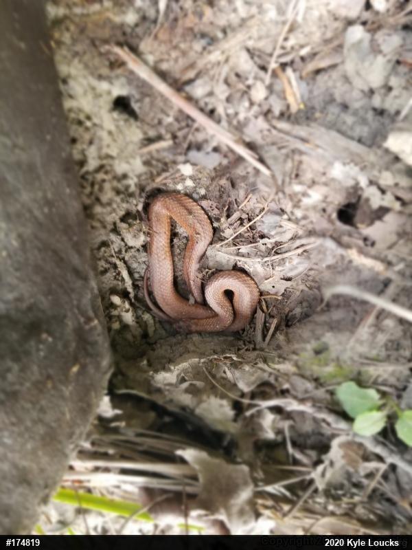 Red-bellied Snake